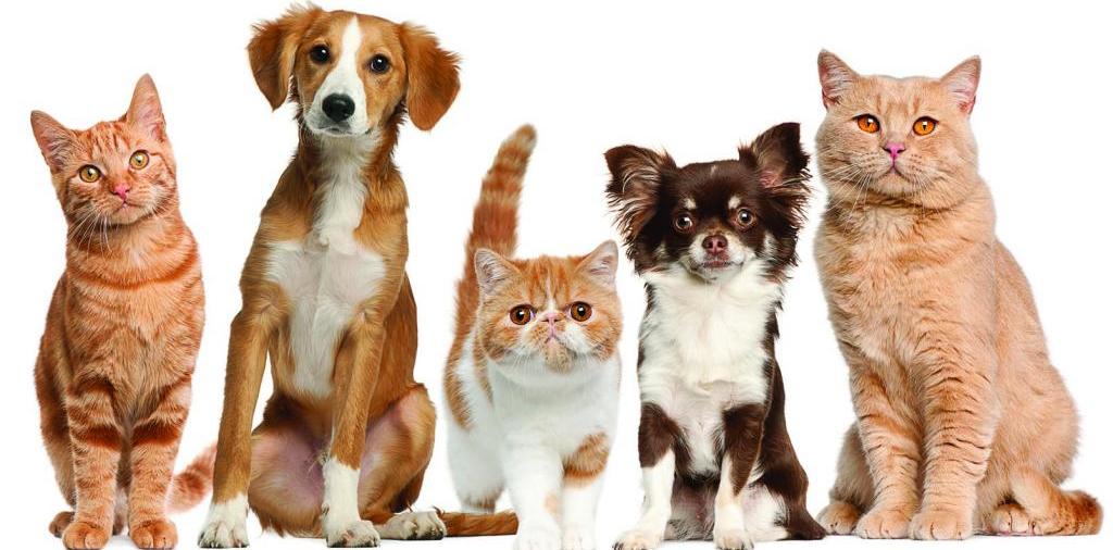 Доска объявлений о животных | ЗооТом - продажа, вязка и услуги для животных в Трехгорном