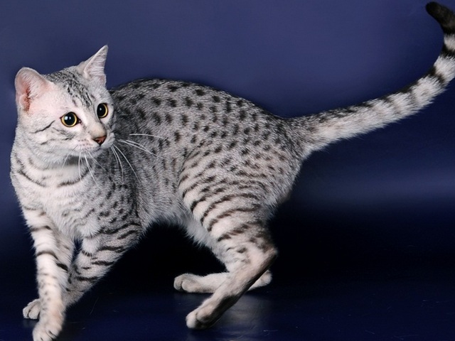 Породы кошек в Трехгорном | ЗооТом портал о животных