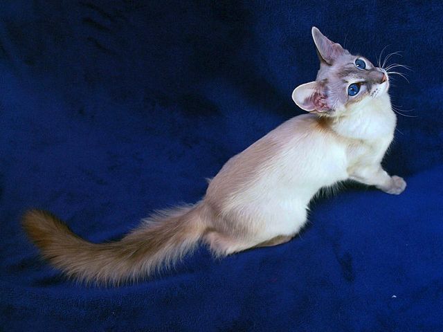 Выведенные породы кошек в Трехгорном | ЗооТом портал о животных