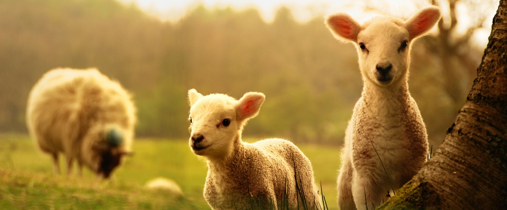 Объявления о сельскохозяйственных животных | ЗооТом - продажа, вязка и услуги для животных в Трехгорном