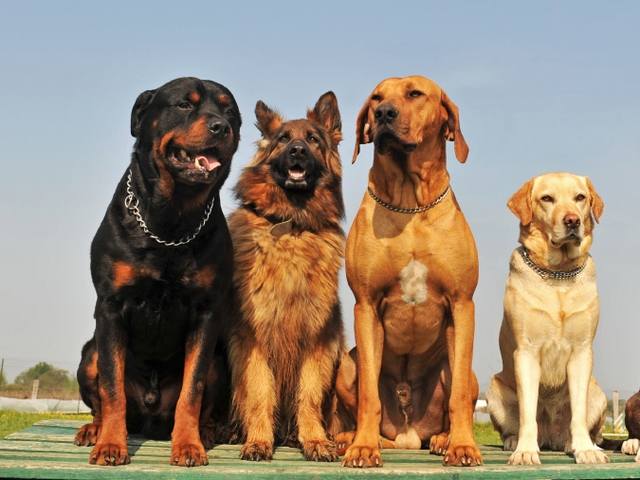 Крупные породы собак в Трехгорном | ЗооТом портал о животных